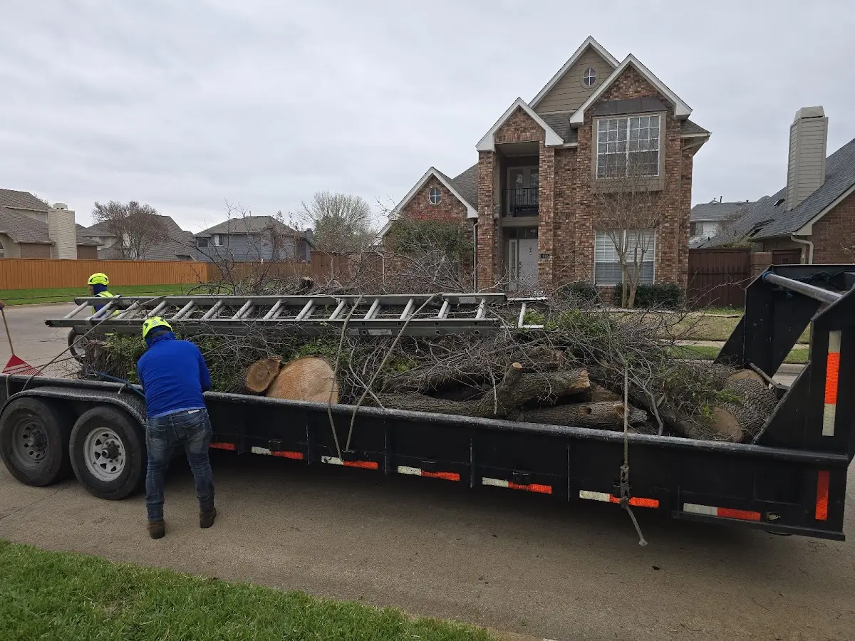 Expert Tree Removal with proper safety equipment in Dudley